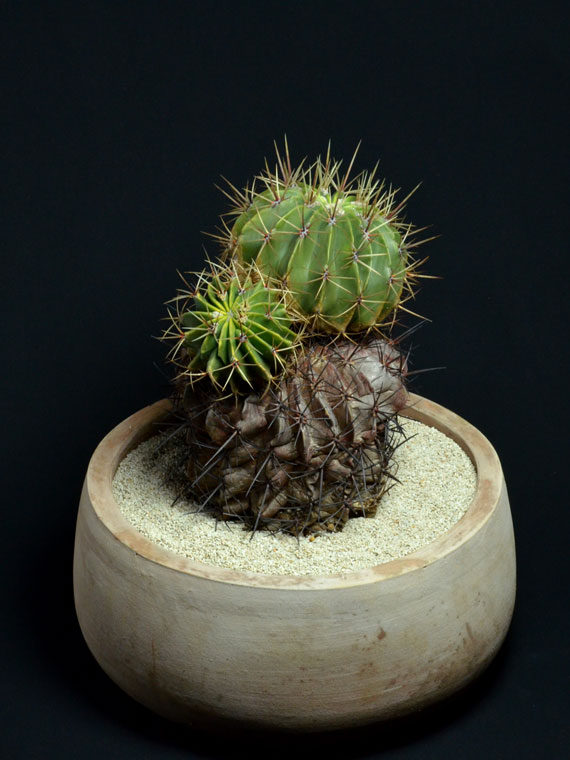 サボテン 花盛丸 Copiapoa