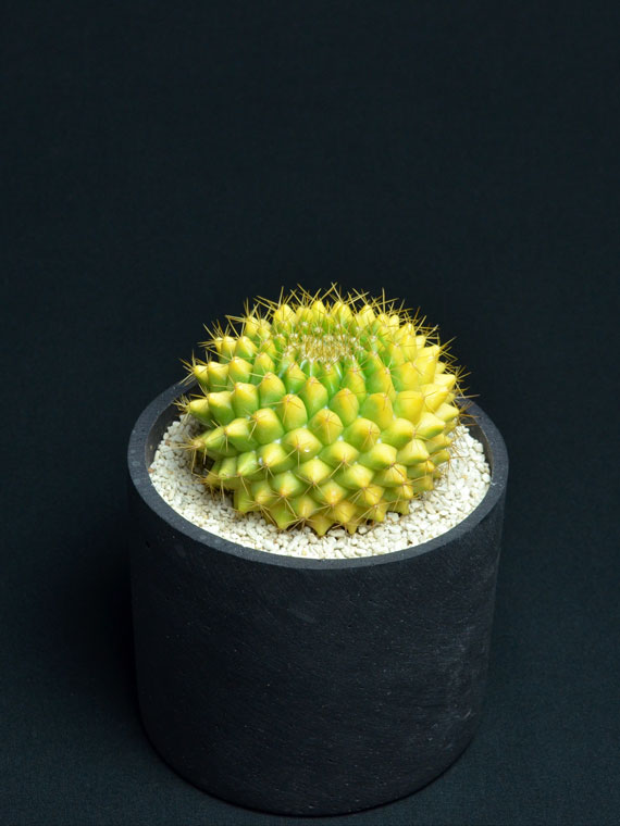 サボテン 黄金金洋丸 Copiapoa