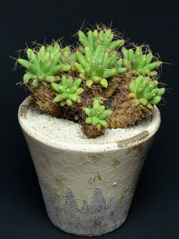 サボテン 金星 Copiapoa