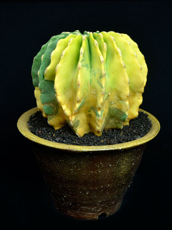 サボテン 刺無王冠竜錦 Copiapoa