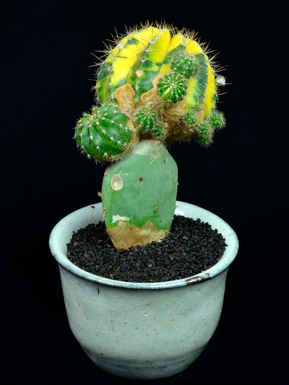 サボテン 金盛丸錦 Copiapoa