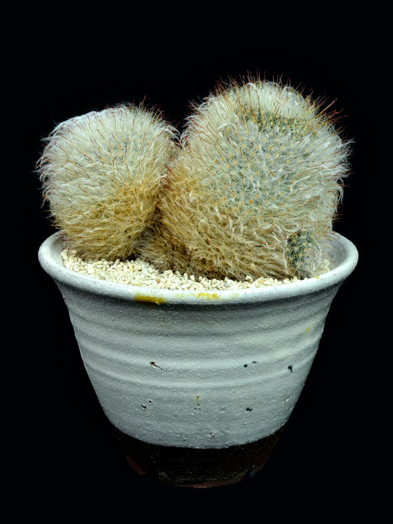 サボテン 多毛高砂 Copiapoa