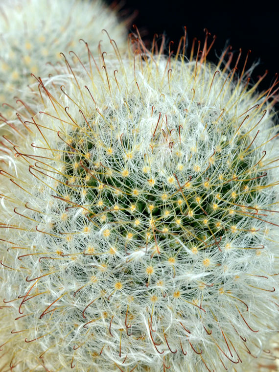 サボテン 多毛高砂 Copiapoa