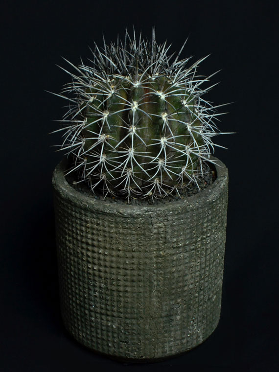 サボテン 暗黒玉 02883 Copiapoa