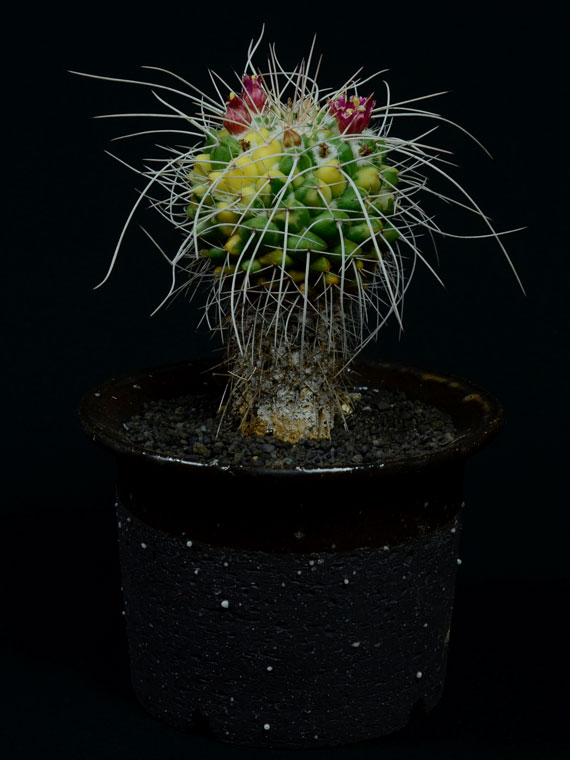 サボテン 長刺白竜丸錦 Copiapoa