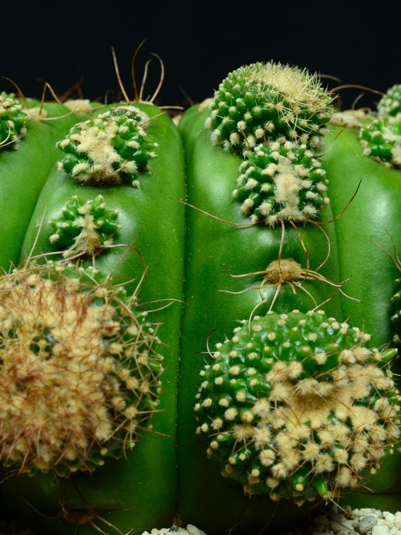 サボテン すみれ丸 037 Copiapoa