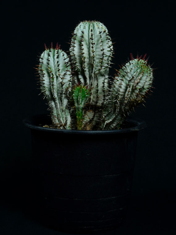 ユーフォルビア ポリゴナ スノーフレーク Copiapoa