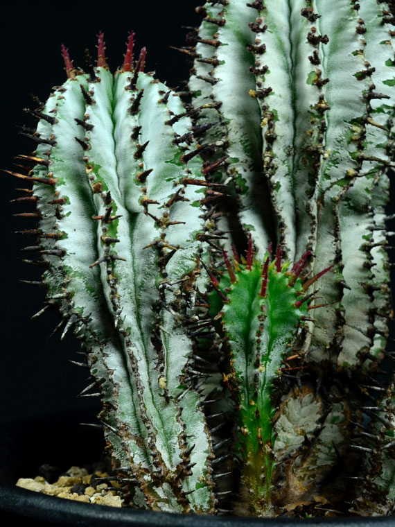 ユーフォルビア ポリゴナ スノーフレーク Copiapoa