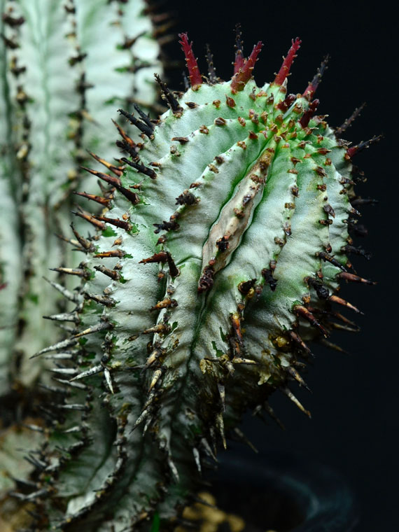 ユーフォルビア ポリゴナ スノーフレーク Copiapoa