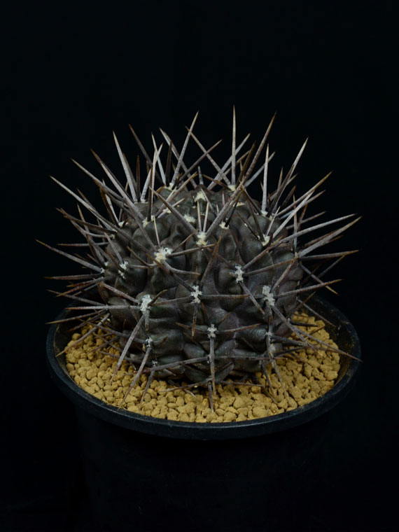 サボテン 九紋竜 Copiapoa