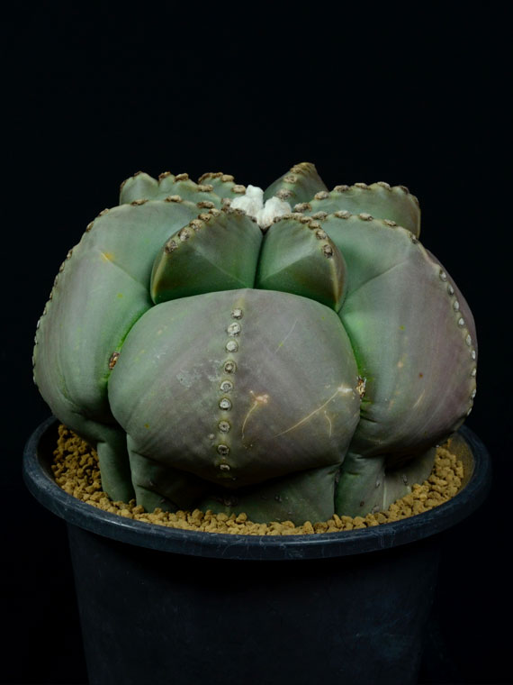 サボテン 碧瑠璃鸞鳳玉 Copiapoa