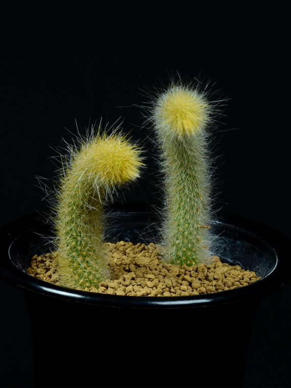 サボテン 猫の尻尾 Copiapoa