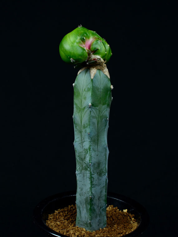 サボテン 花牡丹x竜神木 キメラ 047 Copiapoa