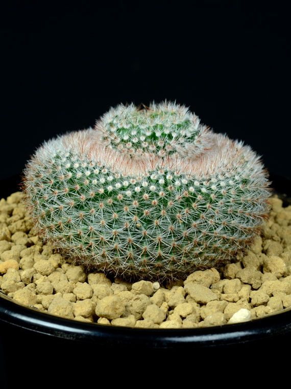 サボテン 紅小町馬蹄綴化 Copiapoa