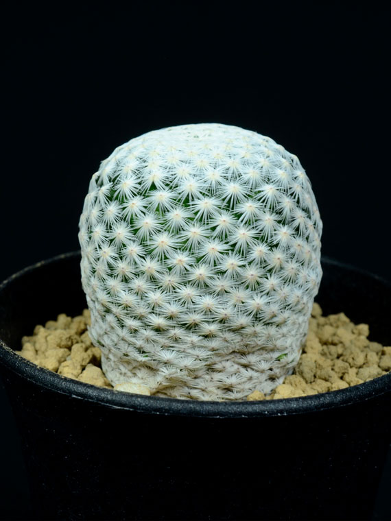 サボテン 白鳥 Copiapoa