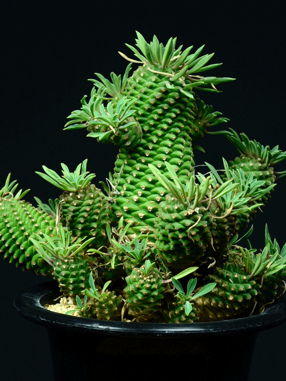 ユーフォルビア 峨眉山鉄甲 Copiapoa